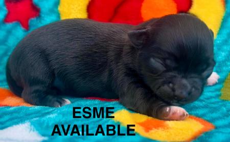 Chihuahua (Long Coat) for sale by CHAZARA