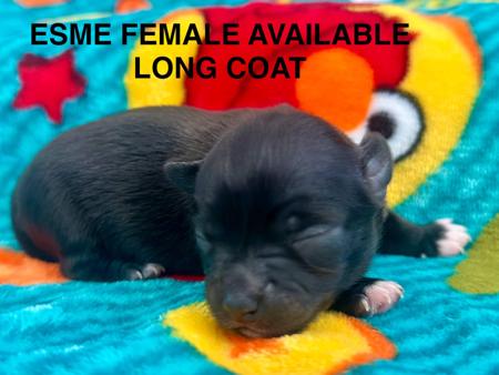 Chihuahua (Long Coat) for sale by CHAZARA