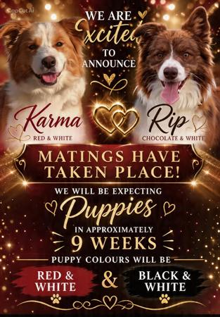 Border Collie for sale by CHAZARA