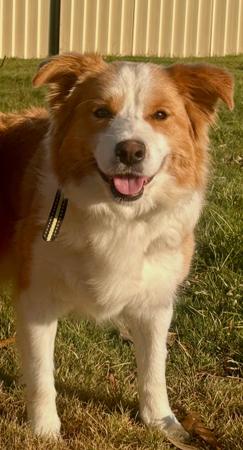 Border Collie for sale by CHAZARA