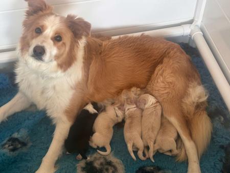 Border Collie for sale by CHAZARA
