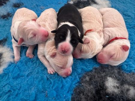 Border Collie for sale by CHAZARA