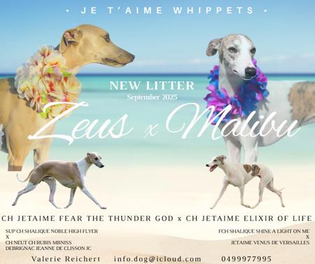 Whippet for sale by JETAIME