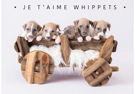 Whippet for sale by V4LERIE
