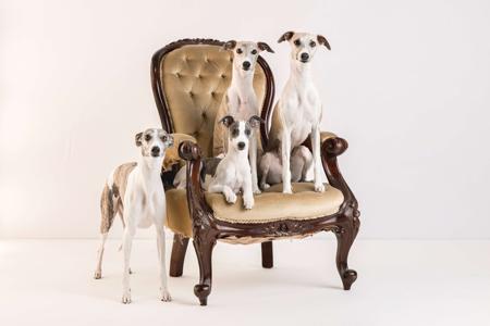 Whippet for sale by JETAIME