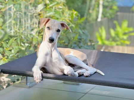 Whippet puppy for sale by V4LERIE