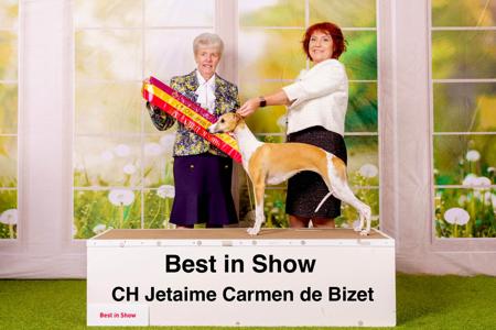 BIS CACIB A20 CAC AU CH Jetaime Carmen De Bizet Whippet