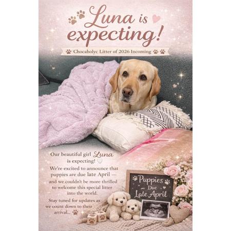 Labrador Retriever puppy for sale by CHOCAHOLYC