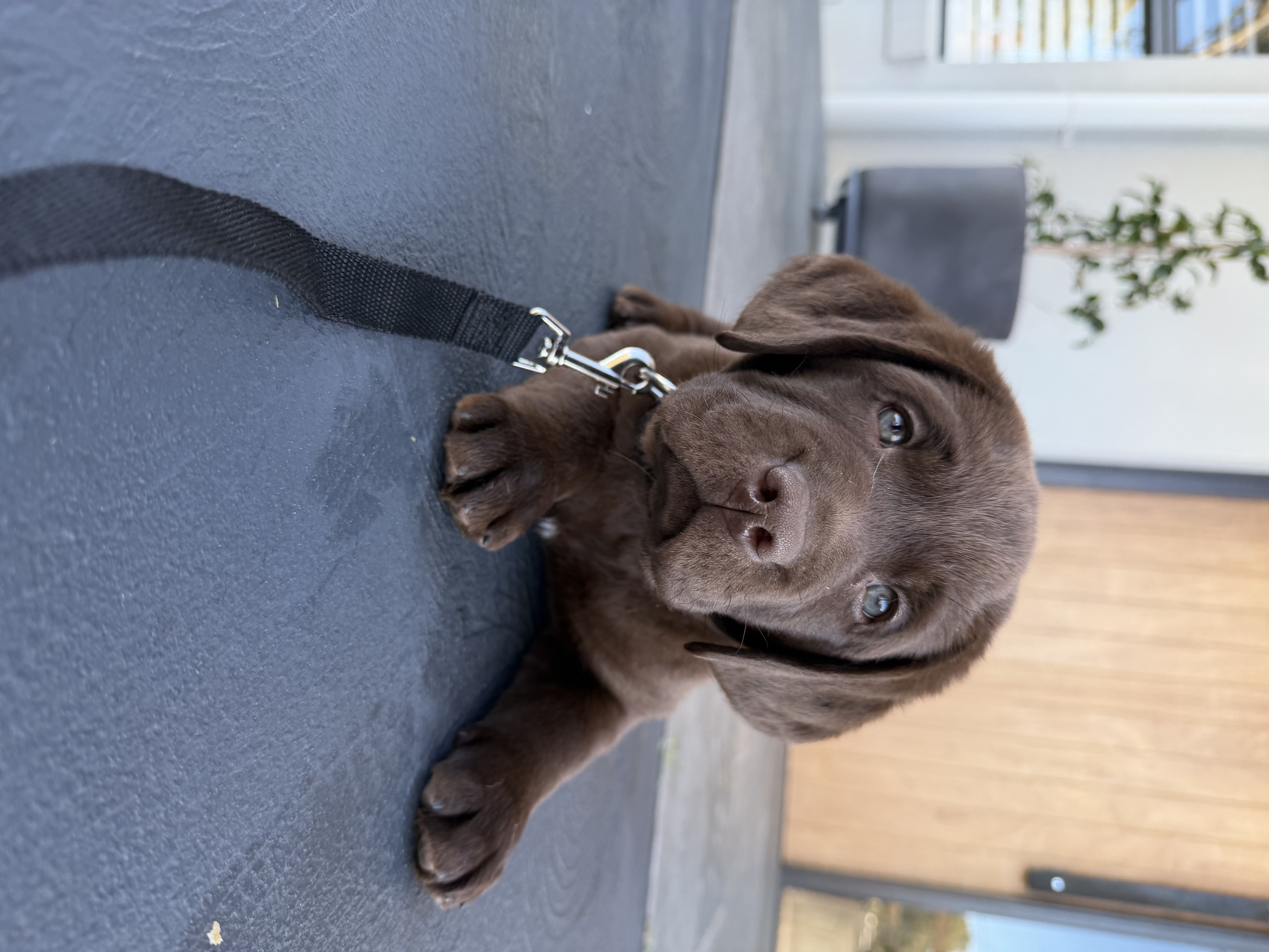 Labrador Retriever puppy for sale by CHOCAHOLYC