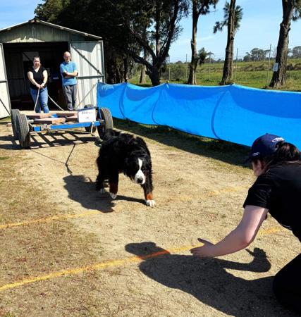 Bernese Mountain Dog for sale by ELASKI