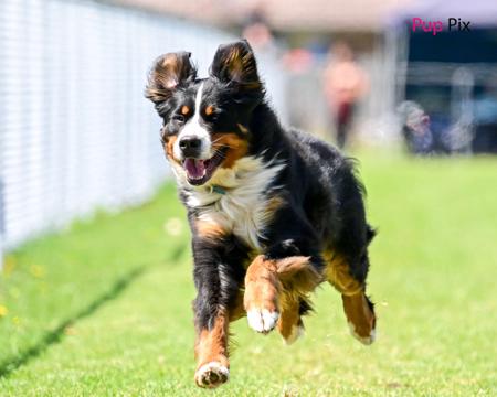 Bernese Mountain Dog for sale by ELASKI