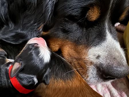 Bernese Mountain Dog for sale by ELASKI