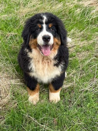 Bernese Mountain Dog for sale by ELASKI