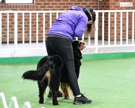 Bernese Mountain Dog for sale by ELASKI