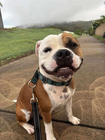 Staffordshire Bull Terrier for sale by SMYLINSTAFF