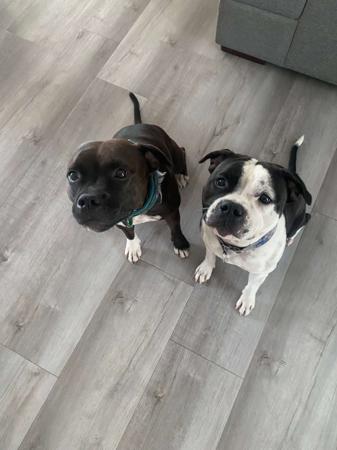 Staffordshire Bull Terrier for sale by SMYLINSTAFF