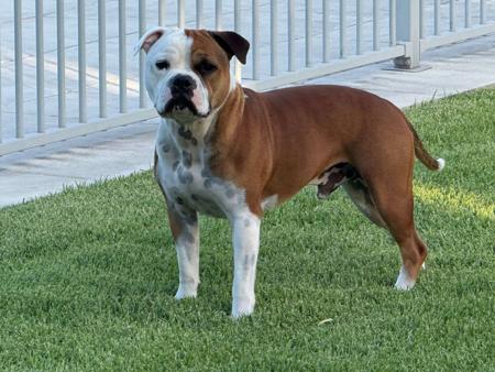 Staffordshire Bull Terrier for sale by SMYLINSTAFF