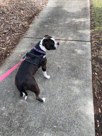 Staffordshire Bull Terrier for sale by SMYLINSTAFF