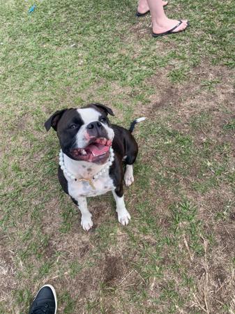 Staffordshire Bull Terrier for sale by SMYLINSTAFF