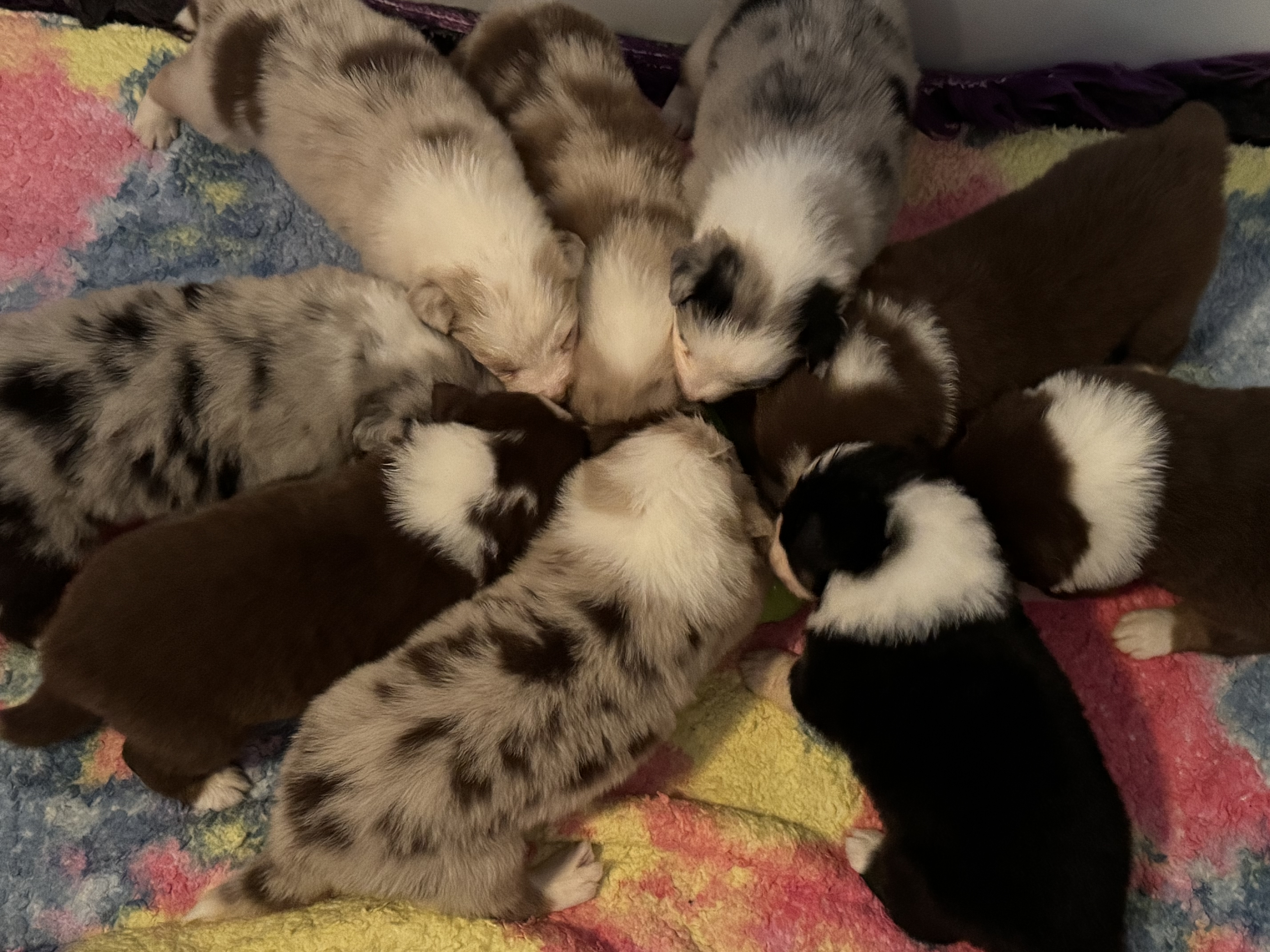 Australian Shepherd puppy for sale by AUSSIEZRULE