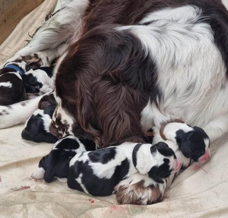 English Springer Spaniel puppy for sale by SUGARMOON