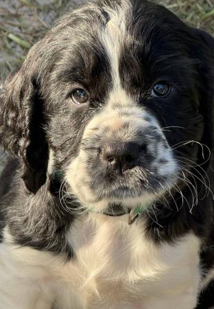 English Springer Spaniel puppy for sale by SUGARMOON