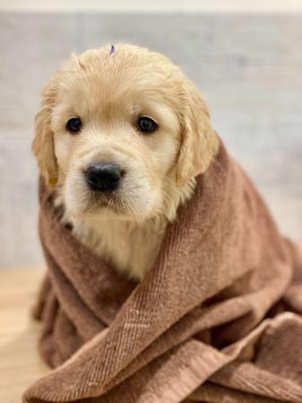 Golden Retriever puppy for sale by GILTEDGE