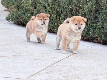 Shiba Inu puppy for sale by TOPTIER