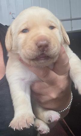 Labrador Retriever puppy for sale by MOIRABANK