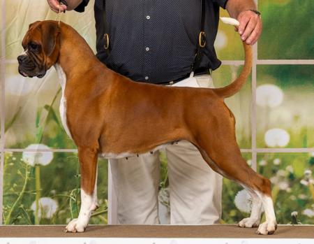 Boxer for sale by HOGWARTZ