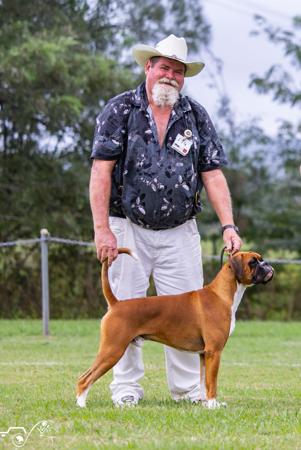 Boxer for sale by HOGWARTZ