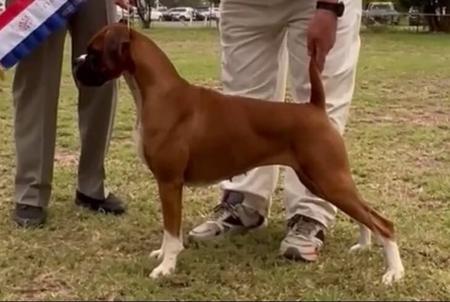 Boxer for sale by HOGWARTZ