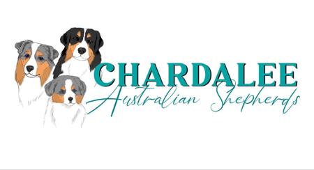 Australian Shepherd for sale by TRIFFALEE