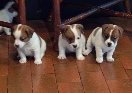 Jack Russell Terrier for sale by JAKCANDO