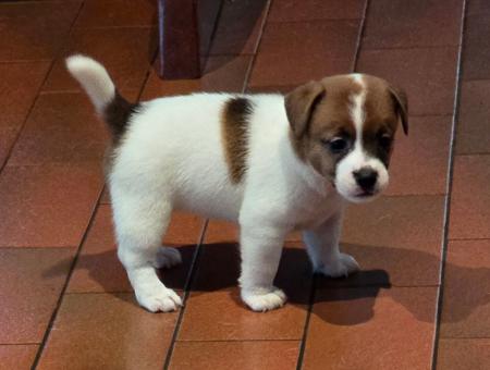 Jack Russell Terrier for sale by JAKCANDO