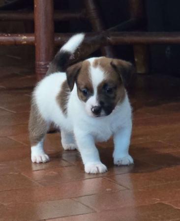 Jack Russell Terrier for sale by JAKCANDO