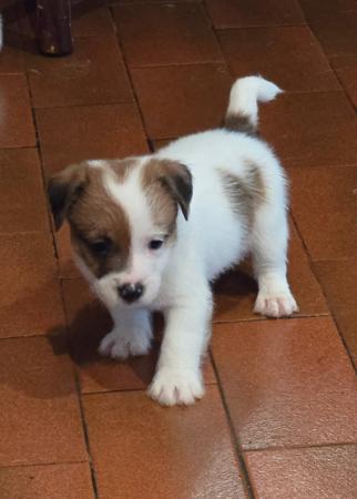 Jack Russell Terrier for sale by JAKCANDO
