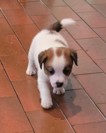 Jack Russell Terrier for sale by JAKCANDO