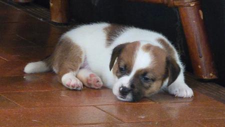 Jack Russell Terrier for sale by JAKCANDO