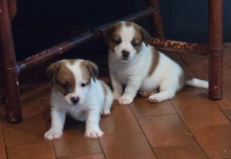 Jack Russell Terrier for sale by JAKCANDO