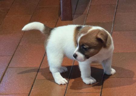 Jack Russell Terrier for sale by JAKCANDO