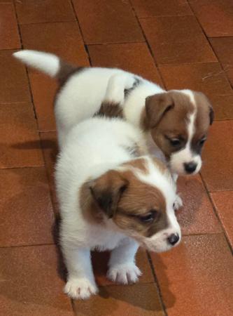 Jack Russell Terrier for sale by JAKCANDO
