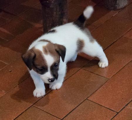 Jack Russell Terrier for sale by JAKCANDO