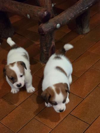 Jack Russell Terrier for sale by JAKCANDO