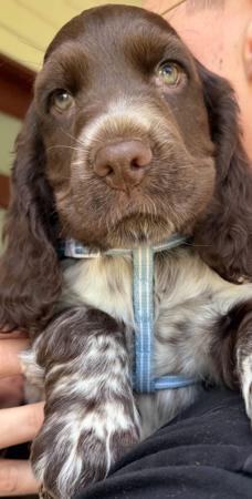 Cocker Spaniel for sale by LAVINTO