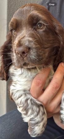 Cocker Spaniel for sale by LAVINTO