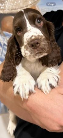 Cocker Spaniel for sale by LAVINTO
