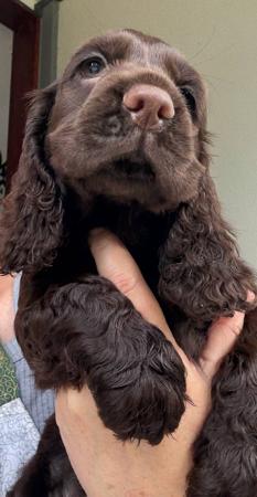 Cocker Spaniel for sale by LAVINTO