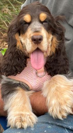 Cocker Spaniel for sale by LAVINTO