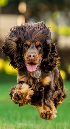 Cocker Spaniel for sale by LAVINTO